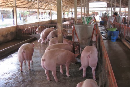 Việt Nam chi 31.9 tỷ đồng nhập lợn giống