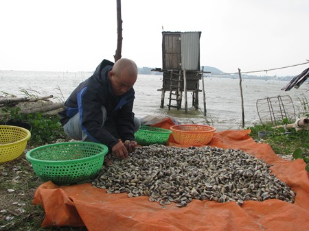 Đà Nẵng: Thu tiền tỷ nhờ nuôi ngao cát pha bùn