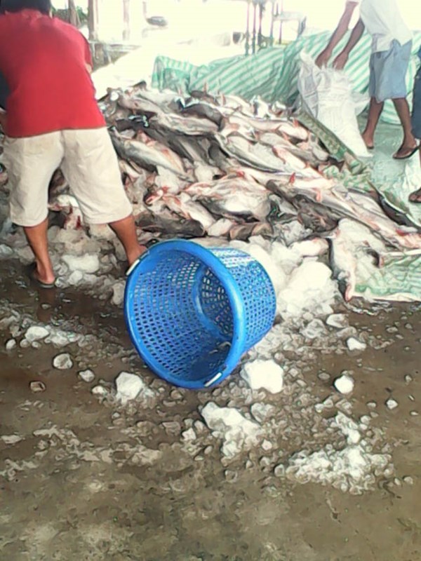 Công an “tiếp tay” cho chủ ao “cướp” 16 tấn cá của doanh nghiệp?