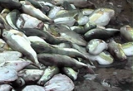 Tiêu hủy hàng tấn cá nóc độc đang vận chuyển về Hà Nội bán