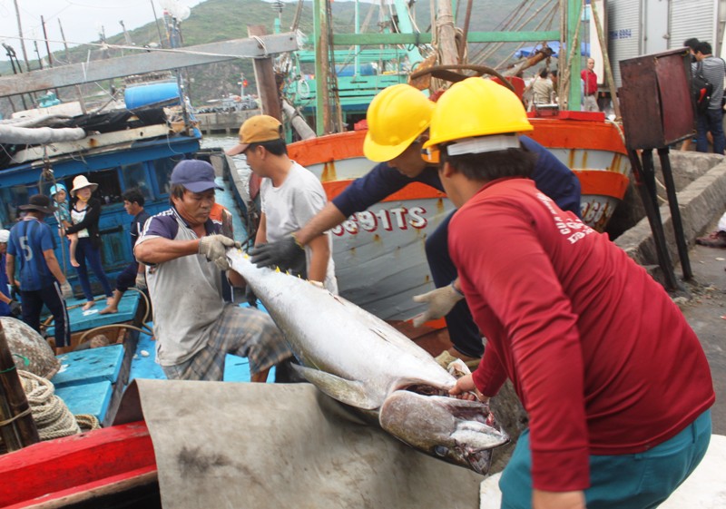 Cá ngừ đại dương được đưa lên xe tải đi tiêu thụ