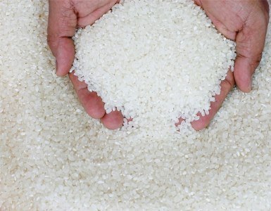 Việt Nam sẽ ưu tiên nghiên cứu các giống lúa có giá bán cao (Ảnh minh họa)