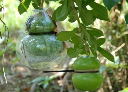 Quà Tết siêu độc: Hơn nửa triệu đồng một trái đào tiên hồ lô