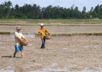 Gạo Việt Nam xuất khẩu giá thấp vì giống lúa “lôm côm”?