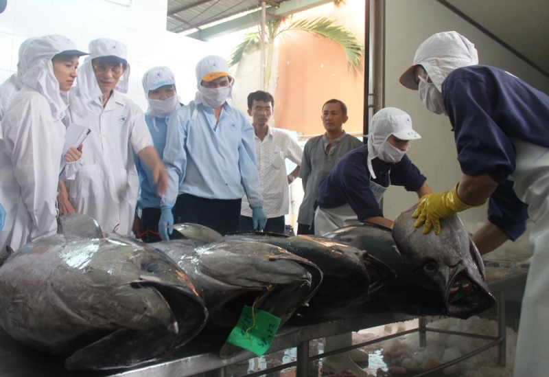 Tạm ngưng xuất khẩu cá ngừ đại dương qua Nhật để giữ uy tín vì chất lượng cá chưa đạt tiêu chuẩn