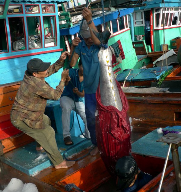 Ngư dân cho rằng việc bảo quản cá đã làm theo như quy trình hướng dẫn