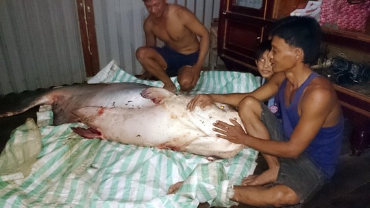 'Thủy quái' trăm triệu vào tay thợ săn Việt