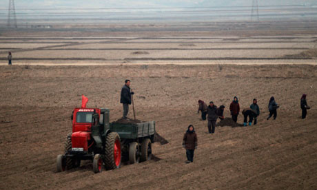 Những người Triều Tiên lao động trên cánh đồng. Ảnh: