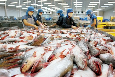 Nhiều doanh nghiệp chế biến cá tra đóng cửa