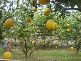 Hoa quả Tết “hái tận vườn” hét giá cả trăm nghìn