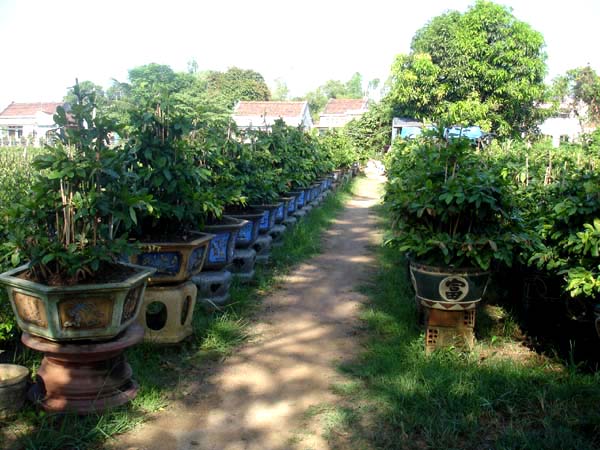 Vườn mai Tuấn Ngọc vừa trồng mai thương phẩm, kết hợp chuyển dần sang mai bonsai 