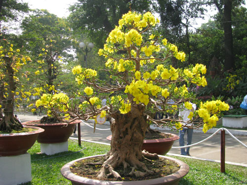 Mai bonsai dáng thế đẹp, hoa nở đều đẹp