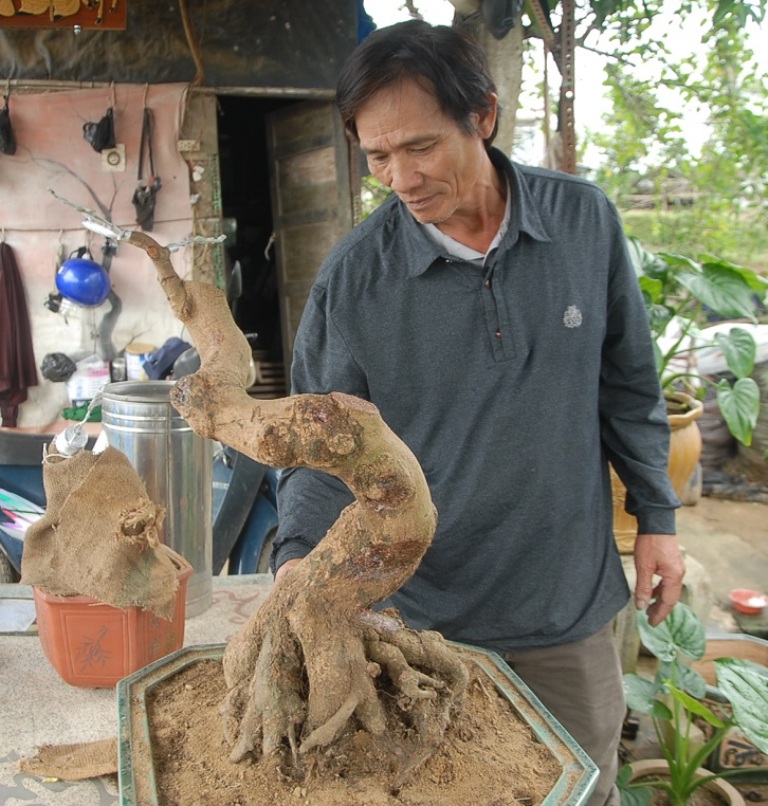 Ông Tuấn đổi đời nhờ chuyển từ mai thị trường sang mai nghệ thuật bonsai cho giá trị kinh tế cao.