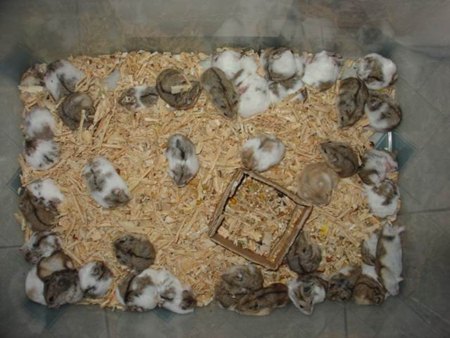 Loài chuột hải ly được nhập khẩu về VN