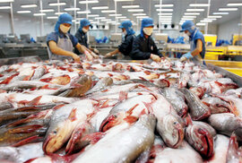 Chuyện cấp đông con cá: DN tranh cãi với Bộ