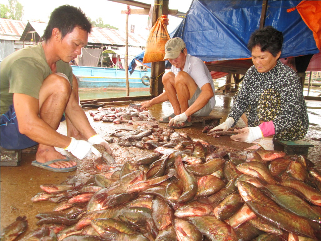 Việc làm cá được chia theo từng tổ, mỗi tổ từ 3 – 10 người