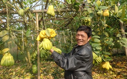 Nhờ trồng phật thủ, gia đình anh Nguyễn Tuấn Phong thu về tiền tỷ mỗi năm.  