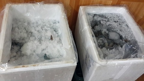 Phát hiện cơ sở bơm bột vào tôm đông lạnh ở Hà Nội