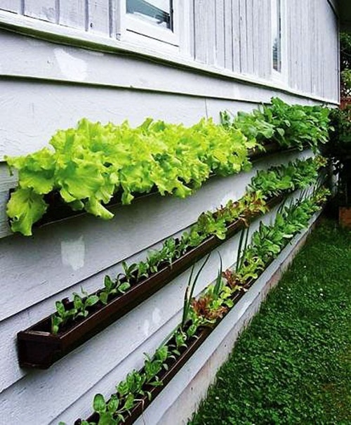 Trang trí nhà bằng cây xanh trồng trên tường