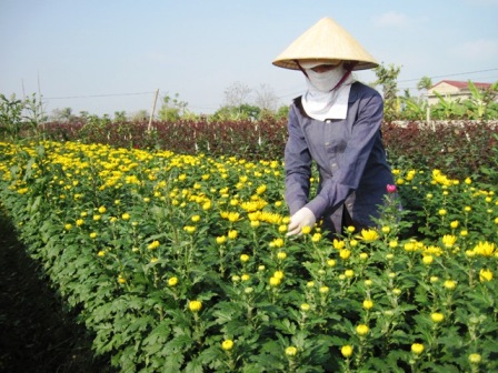  Người trồng hoa làng Đông Cương đang tất bật vào vụ hoa lớn nhất năm.
