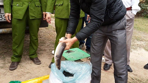 Bắt giữ hơn 6 tấn cá Trung Quốc 