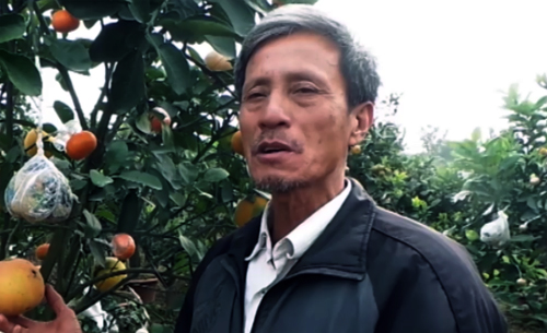 Chuyện về lão nông “phù phép” ra cây ngũ quả ở Hà Nội