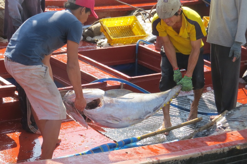 Cá ngừ được mùa, được giá ngư dân sẵn sàng đón Tết trên biển để khai thác cá
