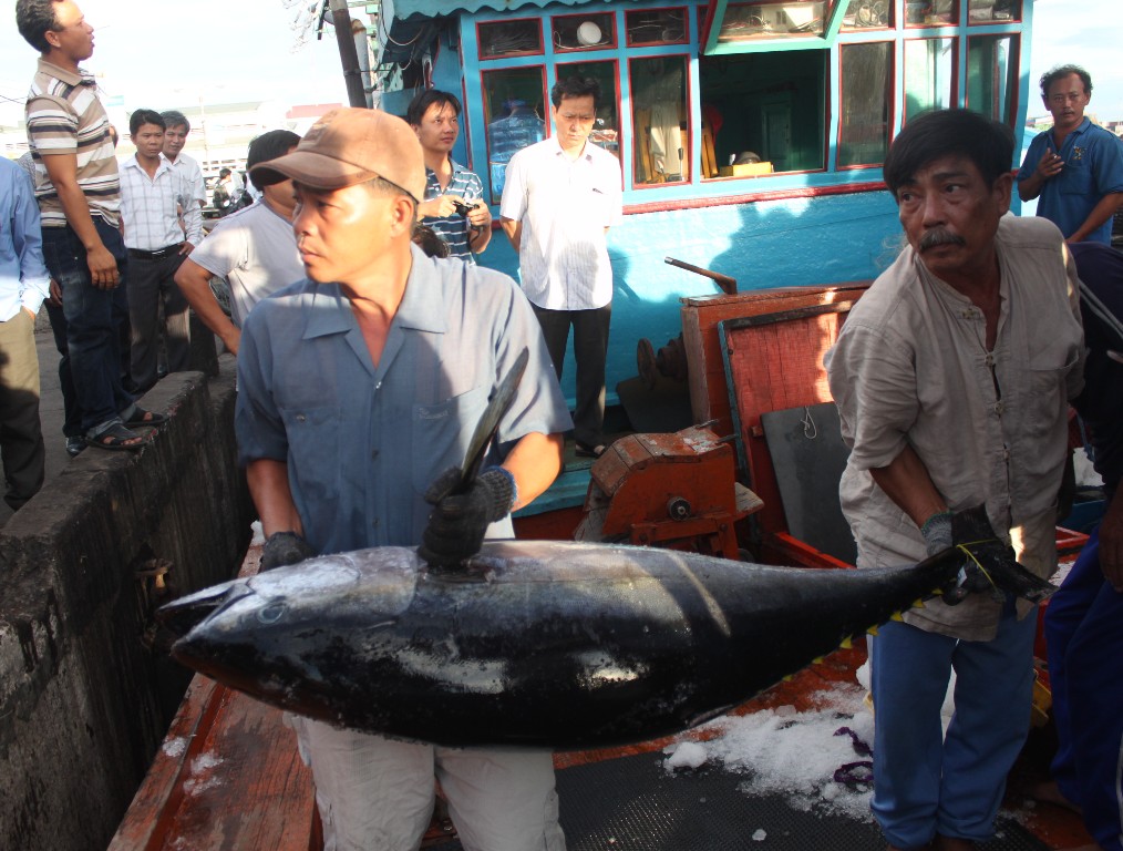Bình Định: 7 con cá ngừ đại dương lên máy bay qua Nhật Bản