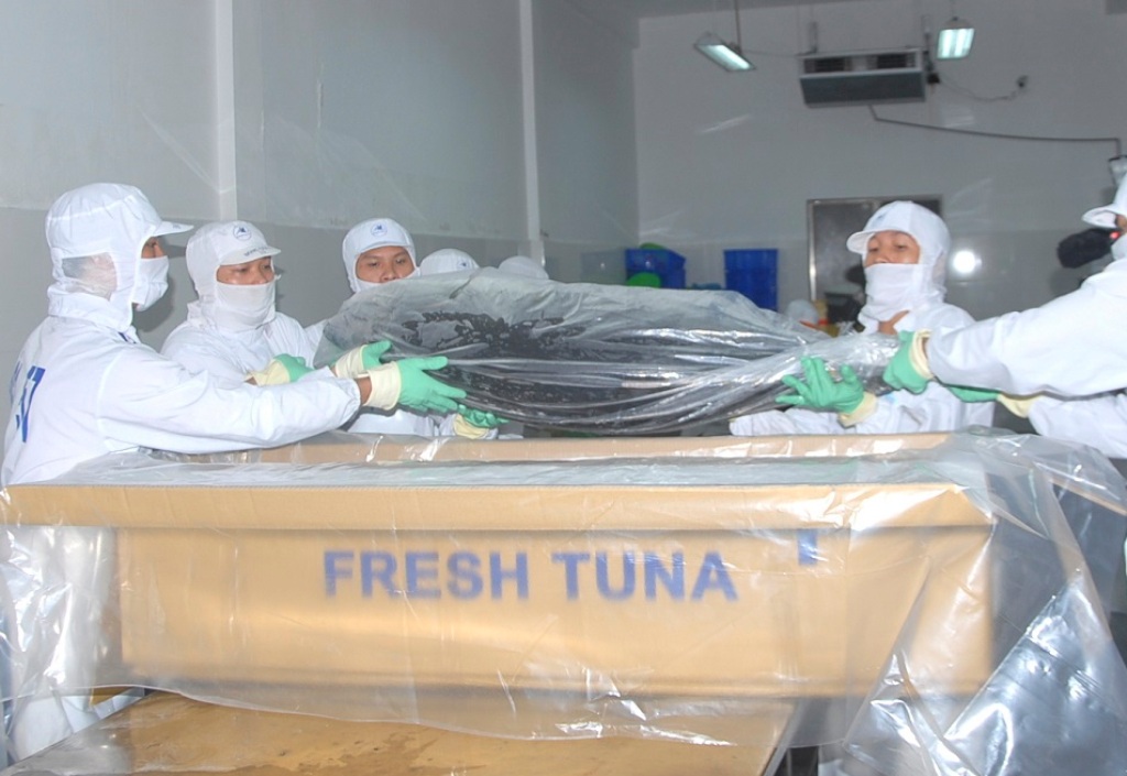 Tỷ lệ 7/100 con cá ngừ đại dương đạt tiêu chuẩn xuất khẩu qua Nhật đang còn quá thấp