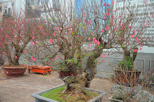 Đào cổ thụ bonsai giá chục triệu hút khách chơi Tết