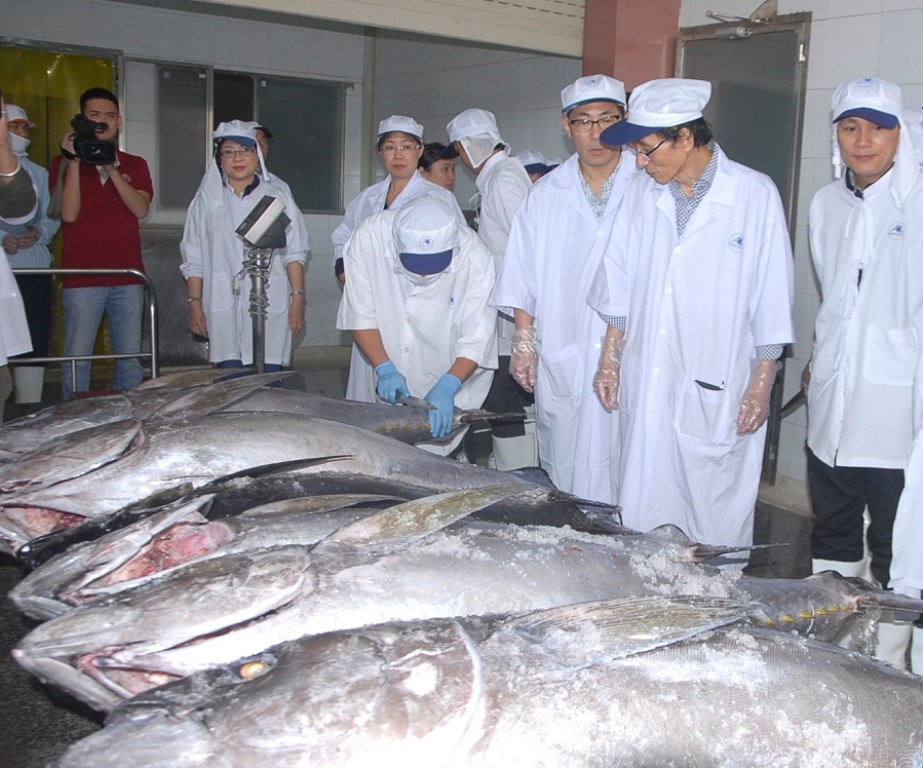 Câu cá ngừ đại dương kiểu Nhật: Ngư dân vẫn chưa làm đúng quy trình