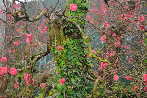 Đặc biệt là loại đào dáng bonsai được phủ vẩy ốc là những cây leo xanh mướt