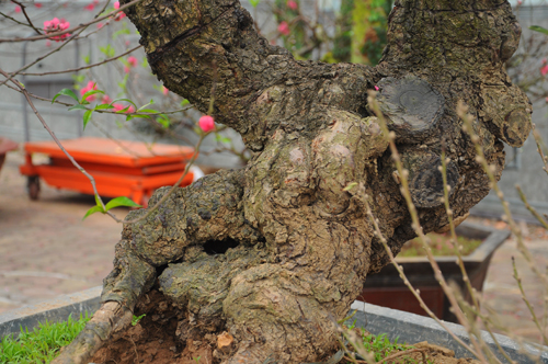 Năm nay, những dáng đào bonsai được nhiều chủ kinh doanh bung ra bán dịp tết