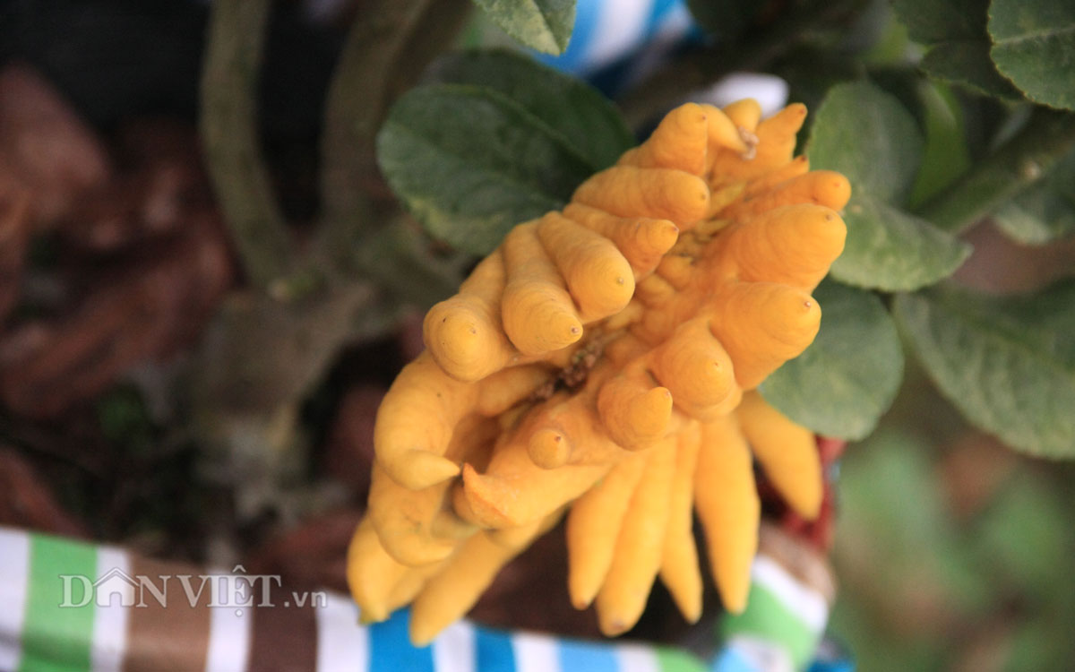 Phật thủ bonsai dáng “bàn tay chắp” cực lạ giá hơn chục triệu