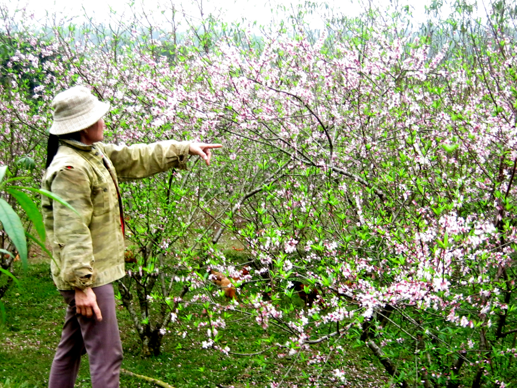 Vườn đào nhà chị Trịnh Thị Lan nở sớm quá, không có ng