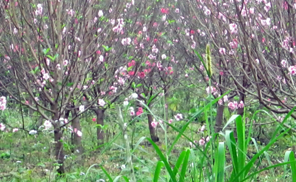 Vườn đào của anh Phan Bá Trung ở Yên Thành. 