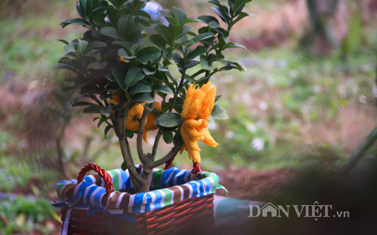 Cận cảnh trái phật thủ bonsai dáng độc
