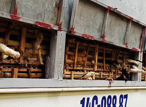 3 tấn mèo tuồn vào Việt Nam để ăn giải đen: Báo Tây 'choáng'