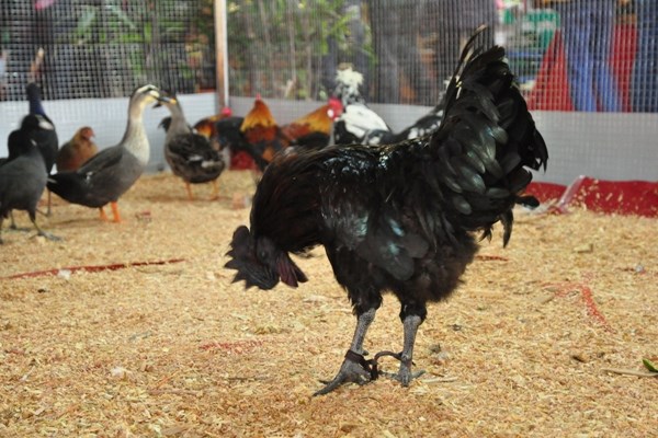 Chiêm ngưỡng “gà mặt quỷ” Indonesia giá hơn 50 triệu đồng