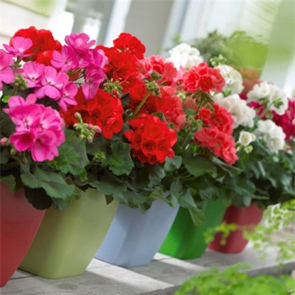 Trang trí nhà cửa với cây cảnh hoặc giỏ hoa mang không khí tết về nhà 