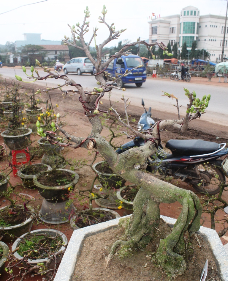 Ngoài ra, mai bonsai là điểm mới cho giá trị cao hơn mai thị trường