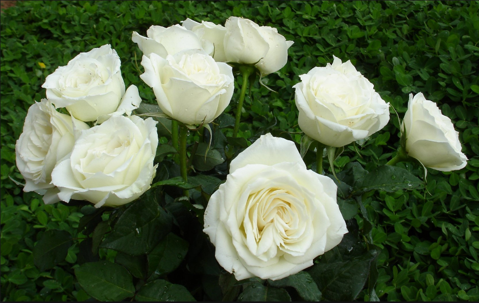 Sử dụng hoa hồng trắng để tạo hoa đa sắc trang trí nhà đón Tết là hợp lý nhất 