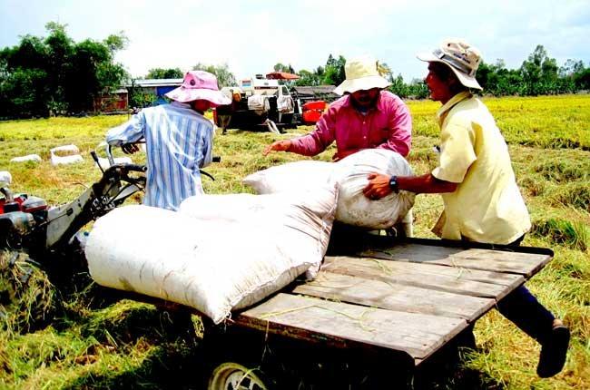 ĐBSCL đang rộ thu hoạch lúa gạo (Ảnh minh họa)