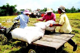 Nhanh chóng thu mua tạm trữ lúa gạo để cứu giá cho nông dân