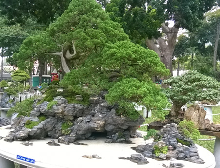 Một số gốc bonsai khác được tạo hình thành những hòn non bộ