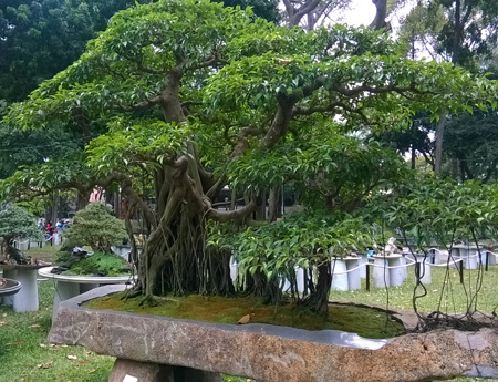 Một số gốc bonsai khác được tạo hình thành những hòn non bộ