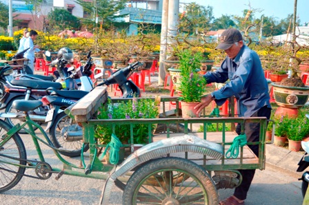 Người đàn ông này chở hoa thuê bằng xe ba gác vì không có xe máy