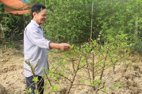 Nhờ dịch vụ trông giữ cây cảnh, đào thuê mà ông Quang thu về hàng chục triệu đồng mỗi năm