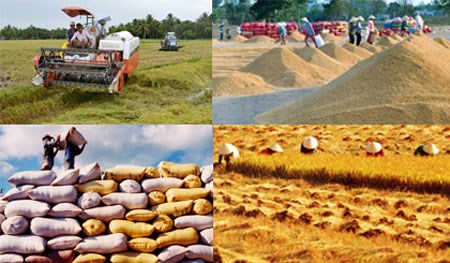 Mua tạm trữ 1 triệu tấn gạo từ 1/3/2015
