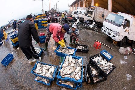 Đến khoảng 5 giờ sáng hôm sau, chợ cá Thọ Quang tan dần